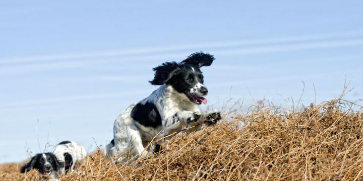 animal-health