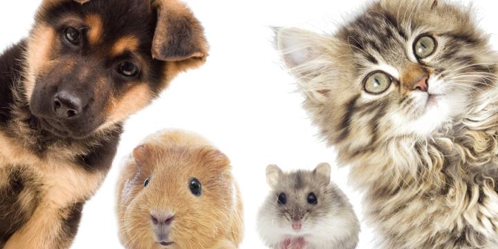 dog-cat-cavia-mouse