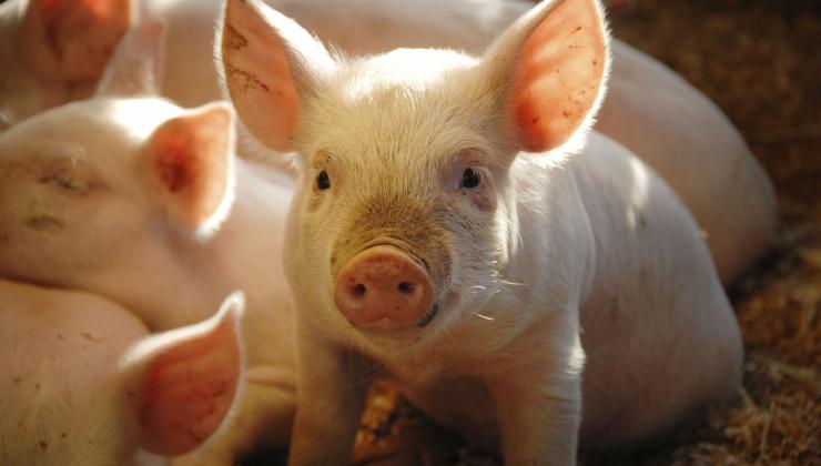 Animal-health-varkentje
