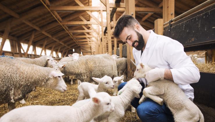 Schapen-lammen-2