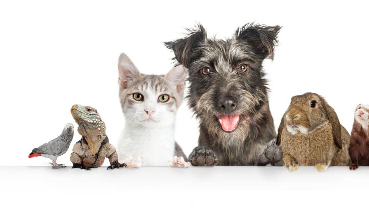 Dieren