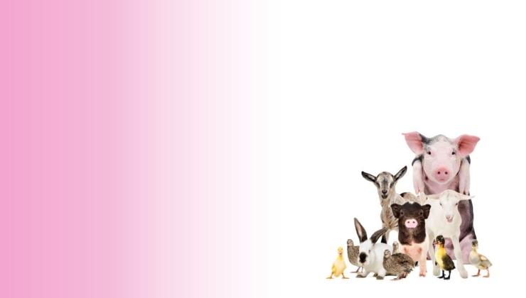 Dierendag23